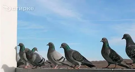 A galamb bekopog az ablakon jel és babonák kapcsolódó ezek a madarak (kopogás) A galamb bekopog az ablakon jel és babonák kapcsolódó ezek a madarak