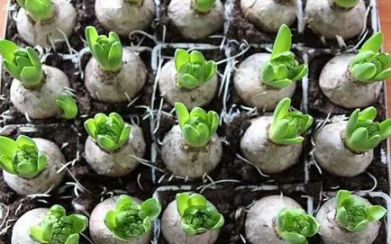 Jácint egy bankot otthoni gondozást, hogyan kell a víz, növényi, transzplantáció, hogyan kell gondoskodni otthonok