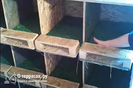 Fészkek tojótyúkok rajzok, tippek és trükkök