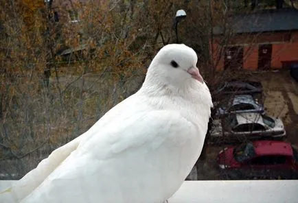 A galamb bekopog az ablakon jel és babonák kapcsolódó ezek a madarak (galamb) A galamb bekopog az ablakon jel és babonák kapcsolódó ezek a madarak