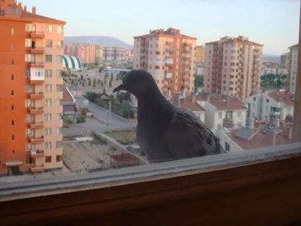 A galamb bekopog az ablakon jel és babonák kapcsolódó ezek a madarak (jó vagy rossz események?) A galamb bekopog az ablakon jel és babonák kapcsolódó ezek a madarak