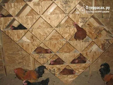 Fészkek tojótyúkok rajzok, tippek és trükkök