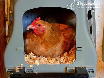 Fészkek tojótyúkok rajzok, tippek és trükkök