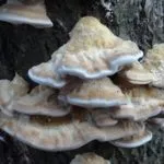 Polypore gomba - fotó és leírás, típusok előnyei és hátrányai a terápiás tulajdonságokkal (gyógyítás) Polypore gomba - fotó és leírás, típusú, előnyei és hátrányai, gyógyászati tulajdonságai