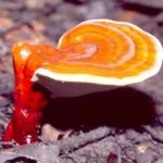 Polypore gomba - fotó és leírás, típusú, előnyei és hátrányai, a gyógyító tulajdonságait (faj) Polypore gomba - fotó és leírás, típusú, előnyei és hátrányai, gyógyászati tulajdonságai
