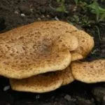 Polypore gomba - fotó és leírás, típusú, előnyei és hátrányai, gyógyászati tulajdonságokkal (tulajdonságok) Polypore gomba - fotó és leírás, típusú, előnyei és hátrányai, gyógyászati tulajdonságai
