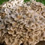 Polypore gomba - fotó és leírás, típusú, előnyei és hátrányai, a gyógyító tulajdonságait (gomba) Polypore gomba - fotó és leírás, típusú, előnyei és hátrányai, gyógyászati tulajdonságai