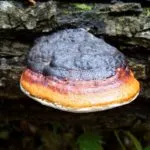 Polypore gomba - fotó és leírás, típusú, előnyei és hátrányai, a gyógyító tulajdonságait (gomba) Polypore gomba - fotó és leírás, típusú, előnyei és hátrányai, gyógyászati tulajdonságai