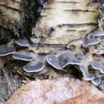 Polypore gomba - fotó és leírás, típusú, előnyei és hátrányai, gyógyászati tulajdonságokkal (tulajdonságok) Polypore gomba - fotó és leírás, típusú, előnyei és hátrányai, gyógyászati tulajdonságai