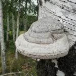 Polypore gomba - fotó és leírás, típusú, előnyei és hátrányai, a gyógyító tulajdonságait (faj) Polypore gomba - fotó és leírás, típusú, előnyei és hátrányai, gyógyászati tulajdonságai