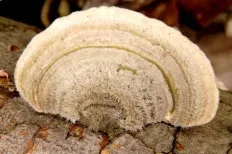 Ganoderma gombák (lat Polyporus)