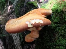 Ganoderma gombák (lat Polyporus)