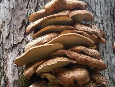 Polypore gomba fotók, videók és leírás, ehető-e vagy sem, hogy milyen tapló gyakori (bármilyen) Polypore gomba fotók, videók és leírás, ehető-e vagy sem, hogy milyen tapló közös