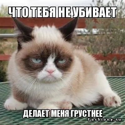Mogorva macska, memepedia