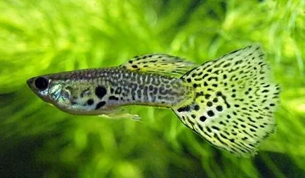 Guppy akvárium kedvenc