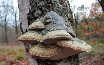 Polypore gomba fotók, videók és leírás, ehető-e vagy sem, hogy milyen tapló gyakori (bármilyen) Polypore gomba fotók, videók és leírás, ehető-e vagy sem, hogy milyen tapló közös