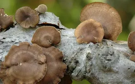 Polypore gomba fotók, videók és leírás, ehető-e vagy sem, hogy milyen tapló gyakori a (leírás) Polypore gomba fotók, videók és leírás, ehető-e vagy sem, hogy milyen tapló közös