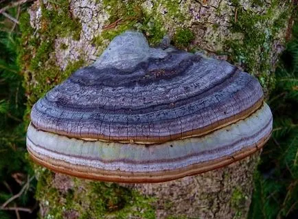 Polypore gomba - fotó és leírás, típusú, előnyei és hátrányai, a gyógyító tulajdonságait (faj) Polypore gomba - fotó és leírás, típusú, előnyei és hátrányai, gyógyászati tulajdonságai