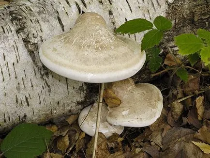 Polypore gomba fotók, videók és leírás, ehető-e vagy sem, hogy milyen tapló gyakori az (fotó) Polypore gomba fotók, videók és leírás, ehető-e vagy sem, hogy milyen tapló közös