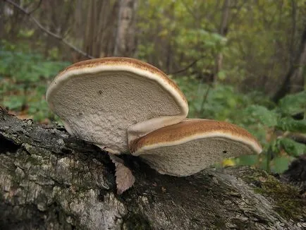 Polypore gomba fotók, videók és leírás, ehető-e vagy sem, hogy milyen tapló gyakori a (gomba) Polypore gomba fotók, videók és leírás, ehető-e vagy sem, hogy milyen tapló közös