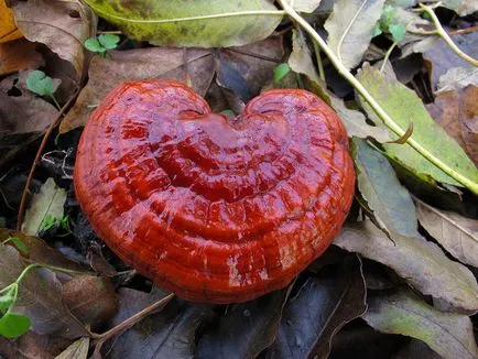 Polypore gomba fotók, videók és leírás, ehető-e vagy sem, hogy milyen tapló gyakori (tapló) Polypore gomba fotók, videók és leírás, ehető-e vagy sem, hogy milyen tapló közös