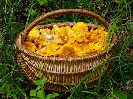 Chanterelles vélemények paraziták, kezelés, házi receptek (gomba) rókagombával parazita válaszok kezelés hazai jogorvoslati