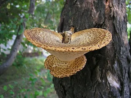 Polypore gomba fotók, videók és leírás, ehető-e vagy sem, hogy milyen tapló gyakori (ehető) Polypore gomba fotók, videók és leírás, ehető-e vagy sem, hogy milyen tapló közös