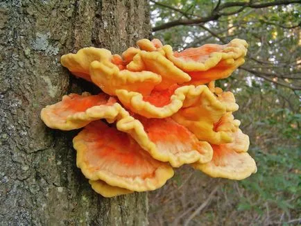 Polypore gomba fotók, videók és leírás, ehető-e vagy sem, hogy milyen tapló gyakori (bármilyen) Polypore gomba fotók, videók és leírás, ehető-e vagy sem, hogy milyen tapló közös