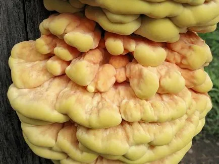 Polypore gomba fotók, videók és leírás, ehető-e vagy sem, hogy milyen tapló gyakori (ehető) Polypore gomba fotók, videók és leírás, ehető-e vagy sem, hogy milyen tapló közös