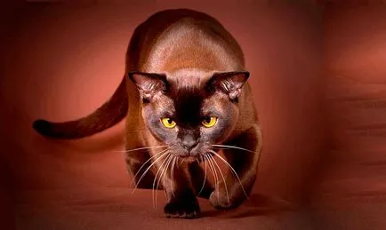 Cat nevét egy nagy gyűjtemény érdekes beceneveket lányok