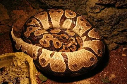 Érdekes pythons