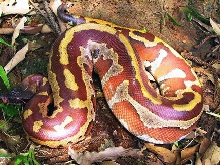Érdekes pythons