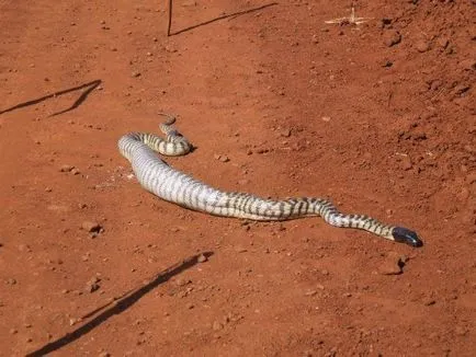 Érdekes pythons