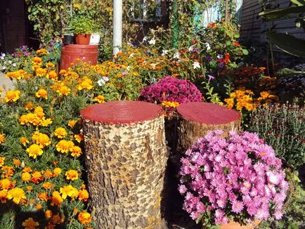 Érdekes ötletek a kert és a kertben egy fa
