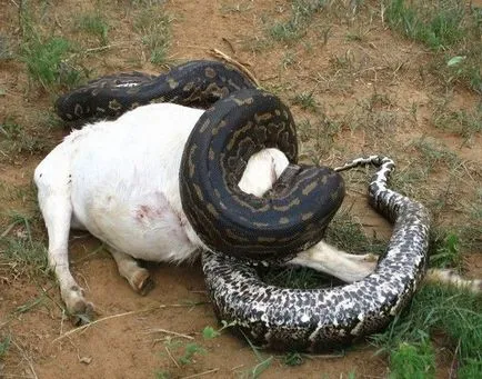 Érdekes pythons