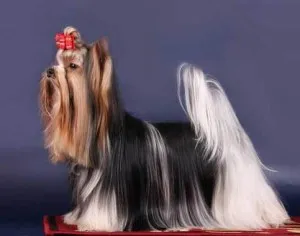 Yorkshire terrier kutya felkészülés vystavkemoy York