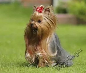 Yorkshire terrier kutya képzés otthon