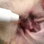 Hogyan tisztítható macska fogait otthon, és a brit, peroxid, szfinx otthon fogpor (cat) Hogyan tisztítható macska fogait otthon, és a brit, peroxid, szfinx fogpor otthon