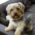 Hogyan vonat egy Yorkshire terrier, oktatás, fotó és videó