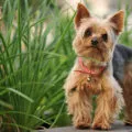 Hogyan vonat egy Yorkshire terrier, oktatás, fotó és videó