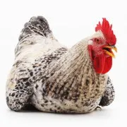 Hogyan és mit kell etetni broiler tippeket és fotó felülvizsgálat
