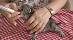 Hogyan és mit kell etetni egy cica 1 éves kor hónap anélkül, hogy egy macska-mama