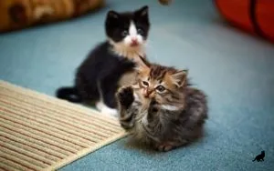 Hogyan vonat egy macska alapvető parancsok, tanácsot és útmutatást (cat home) Hogyan vonat egy macska alapvető parancsok, tippek és trükkök