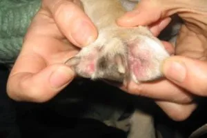Hogyan és mit kell kezelni staphylococcus kutyák (arany és más típusú fertőzés) gyógyszerek, a tünetek lehetnek
