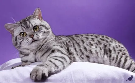 Hogyan vonat egy macska alapvető parancsok, tanácsot és útmutatást (cat home) Hogyan vonat egy macska alapvető parancsok, tippek és trükkök