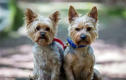 Hogyan vonat egy Yorkshire terrier, oktatás, fotó és videó