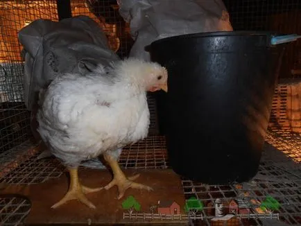 Hogyan és mit kell etetni broiler tippeket és fotó felülvizsgálat