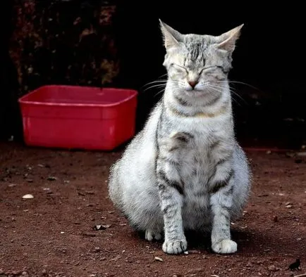 Hogyan vonat egy macska alapvető parancsok, tanácsot és útmutatást (cat home) Hogyan vonat egy macska alapvető parancsok, tippek és trükkök