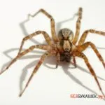 Hogyan lehet megszabadulni a pókok a házban minden a legjobb módja annak, hogy