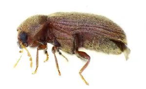 Hogyan lehet megszabadulni a hibákat a liszt és gabonafélék weevils, lepkék és más élelmiszer